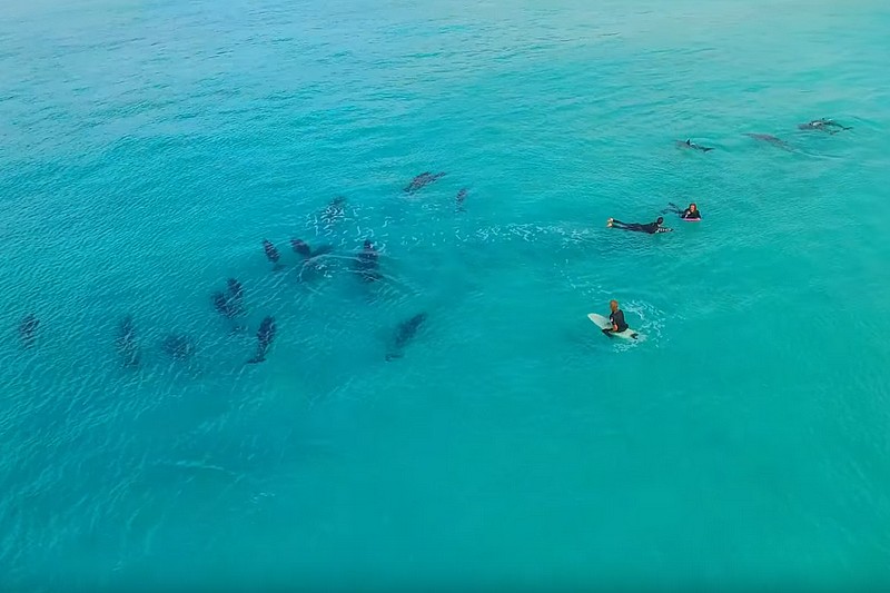 Vidéo : Surfing with Dolphins